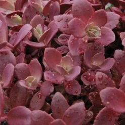 Sunsparkler® 'Firecracker' Stonecrop -Greatgardenplants sedum sunsparkler firecracker 1 sw