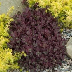Sunsparkler® 'Firecracker' Stonecrop -Greatgardenplants sedum sunsparkler firecracker 2 sw