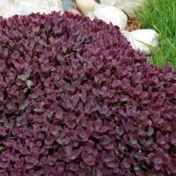Sunsparkler® 'Firecracker' Stonecrop -Greatgardenplants sedum sunsparkler firecracker 5 sw