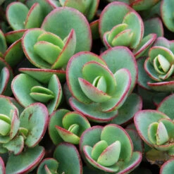 Succulent Ground Cover Collection -Greatgardenplants sedum sunsparkler lime zinger 1 e98f64a9 9f27 4845 88d4 fe977e07d1f5