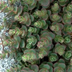 Sunsparkler® 'Lime Zinger' Stonecrop -Greatgardenplants sedum sunsparkler lime zinger 3 sw