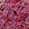 Sunsparkler® 'Wildfire' Stonecrop -Greatgardenplants sedum sunsparkler wildfire 1