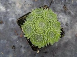 Chick Charms® Sugar Shimmer™ Hens & Chicks -Greatgardenplants sempervivum chick charms sugar shimmer 3 sw