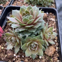 Hens & Chicks Collection -Greatgardenplants sempervivum commander hay 1