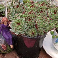 Hens & Chicks Collection -Greatgardenplants sempervivum mrs giuseppi 1