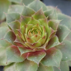 Hens & Chicks Collection -Greatgardenplants sempervivum red rubin 1 ff28a4c0 33e6 40f2 bf64 eaa93507f37b