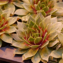 'Silver King' Hens & Chicks
