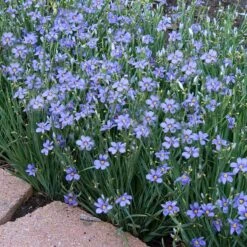 'Lucerne' Blue-Eyed Grass -Greatgardenplants sisyrinchium lucerne 3