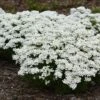 Snowsation™ Evergreen Candytuft (Iberis) -Greatgardenplants snowsation iberis 02