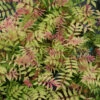 Mr. Mustard™ False Spirea -Greatgardenplants sorbaria mr mustard 1