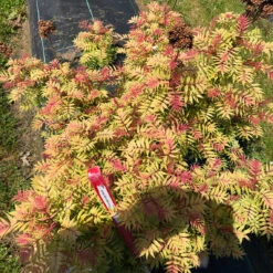 Mr. Mustard™ False Spirea -Greatgardenplants sorbaria mr mustard 2
