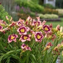 Rainbow Rhythm® 'Sound Of My Heart' Daylily -Greatgardenplants sound of my heart daylily 1