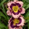 Rainbow Rhythm® 'Sound Of My Heart' Daylily -Greatgardenplants sound of my heart daylily 2