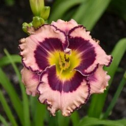 Rainbow Rhythm® 'Sound Of My Heart' Daylily -Greatgardenplants sound of my heart daylily 3