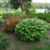 Glow Girl® Birchleaf Spirea -Greatgardenplants spiraea betulifolia glow girl 1 sw
