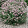 Double Play® Artisan® Spirea -Greatgardenplants spiraea double play artisan 1 sw