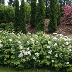 Double Play® Blue Kazoo® Spirea -Greatgardenplants spiraea double play blue kazoo 2 sw