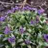'Spot On' Lungwort -Greatgardenplants spot on lungwort 1