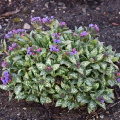 'Spot On' Lungwort -Greatgardenplants spot on lungwort 3