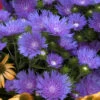 'Peachie's Pick' Stokes' Aster -Greatgardenplants stokesia peachies pick 1