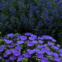 'Peachie's Pick' Stokes' Aster -Greatgardenplants stokesia peachies pick 3