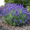 Sweet Romance® Lavender -Greatgardenplants sweet romance lavandula 1