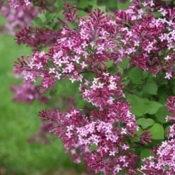 Bloomerang® Dark Purple Reblooming Lilac -Greatgardenplants syringa bloomerang dark purple 1 d73cfa69 06cc 4d20 84e4 d400f67ff85a sw