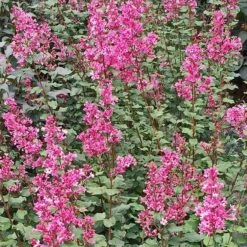 Bloomerang® Dwarf Pink Reblooming Lilac -Greatgardenplants syringa bloomerang dwarf pink lilac 3 90d9a641 6508 400c a33c 738aae7d525d sw