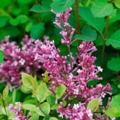 Bloomerang® Dwarf Pink Reblooming Lilac -Greatgardenplants syringa bloomerang dwarf pink lilac 6 ebc88012 3b1b 494c 9eef 9d46293e6941 sw