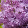 Scentara Pura® Lilac -Greatgardenplants syringa scentara pura 2