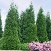 'Green Giant' Arborvitae/Thuja -Greatgardenplants thuja green giant 4copy2