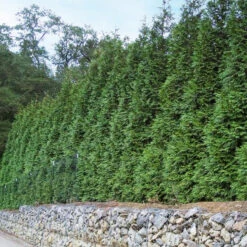 'Green Giant' Arborvitae/Thuja -Greatgardenplants thuja green giant 6copy2