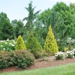 Fluffy® Arborvitae -Greatgardenplants thuja plicata fluffy 3 sw