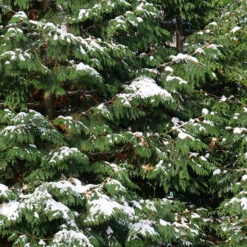 Spring Grove® Western Arborvitae -Greatgardenplants thuja plicata spring grove 4