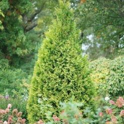Polar Gold® Arborvitae