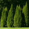 'Hetz Wintergreen' Arborvitae -Greatgardenplants thuja wintergreen arborvitae 12 800x800 6434ccb