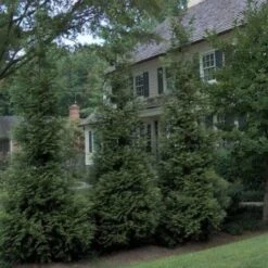 'Hetz Wintergreen' Arborvitae -Greatgardenplants thuja wintergreen arborvitae 3 sw