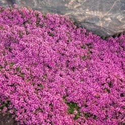 Red Creeping Thyme -Greatgardenplants thymus coccineus creeping thyme 2 sw