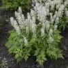 'Cutting Edge' Foamflower 1 'Cutting Edge' Foamflower -Greatgardenplants tiarella cutting edge 1 sw