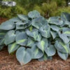 'Touch Of Class' Hosta -Greatgardenplants touch of class hosta 1