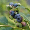 'Patriot' Blueberry -Greatgardenplants vaccinium patriot