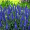 Magic Show® 'Wizard Of Ahhs' Spike Speedwell -Greatgardenplants veronica wizard of ahhs spike speedwell 1