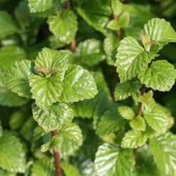 All That Glows® Arrowwood Viburnum -Greatgardenplants viburnum all that glows 1