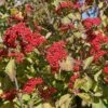 Cardinal Candy® Linden Viburnum -Greatgardenplants viburnum dilitatum cardinal candy 1 sw