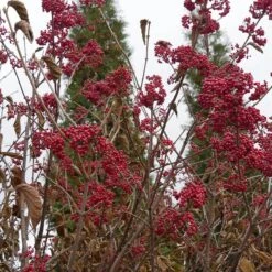 Cardinal Candy® Linden Viburnum -Greatgardenplants viburnum dilitatum cardinal candy 4 sw