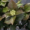 Shiny Dancer® Viburnum -Greatgardenplants viburnum shiny dancer 1