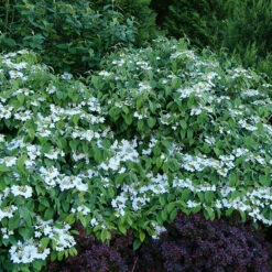 Wabi-Sabi® Doublefile Viburnum