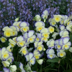 'Etain' Perennial Violet -Greatgardenplants viola etain 2