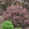 Fine Wine® Weigela -Greatgardenplants weigela fine wine 2 8f17dd5b de4e 42fc 81b4 8298fadddf64