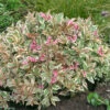 My Monet® Weigela 2 My Monet® Weigela -Greatgardenplants weigela my monet 1
